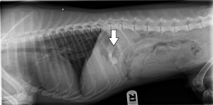 Bone ingestion (2)